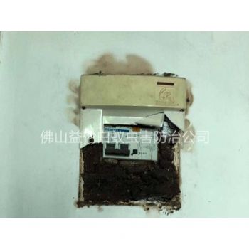 更合灭治电箱白蚁