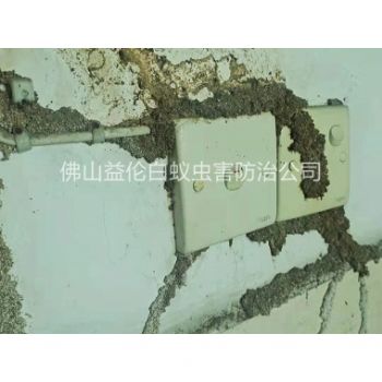 高明房屋防治白蚁危害