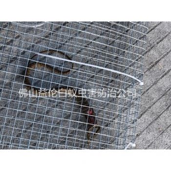 西安圩上门捕蛇、抓蛇