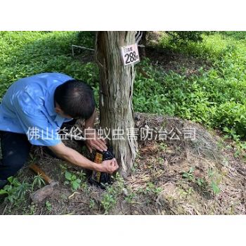 合水镇园林绿化治白蚁