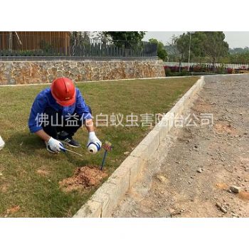 三洲红火蚁防治案例