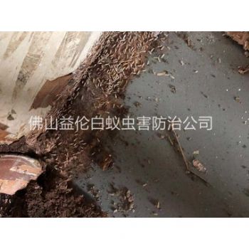 杨和仓库白蚁灭治