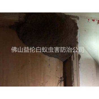 西安上门灭治白蚁巢